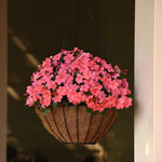 Impatiens Beacon Coral