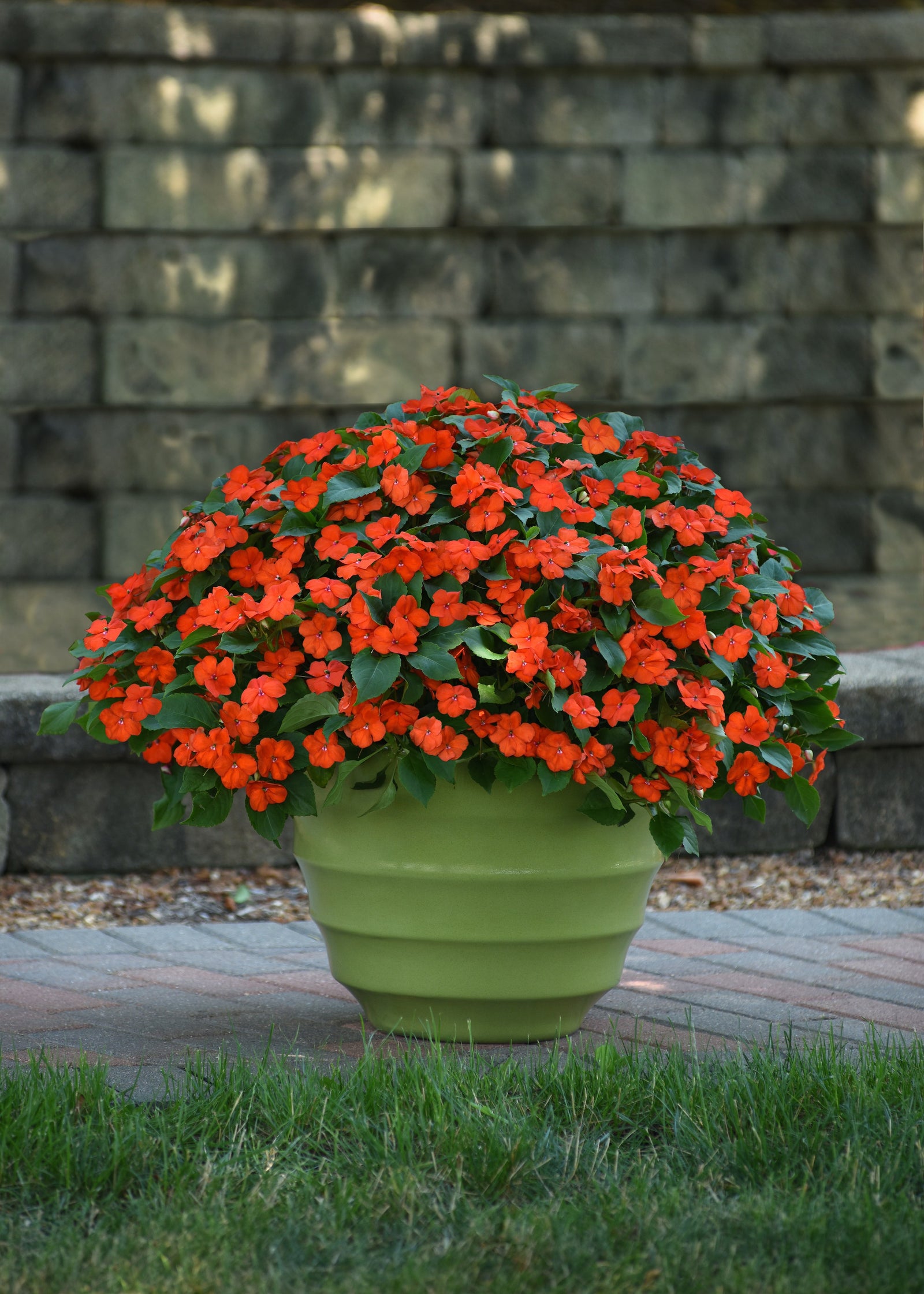 Impatiens Beacon Orange F1 Hybrid