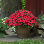 Impatiens Beacon Lipstick