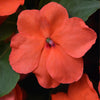 Impatiens Beacon Salmon F1 Hybrid