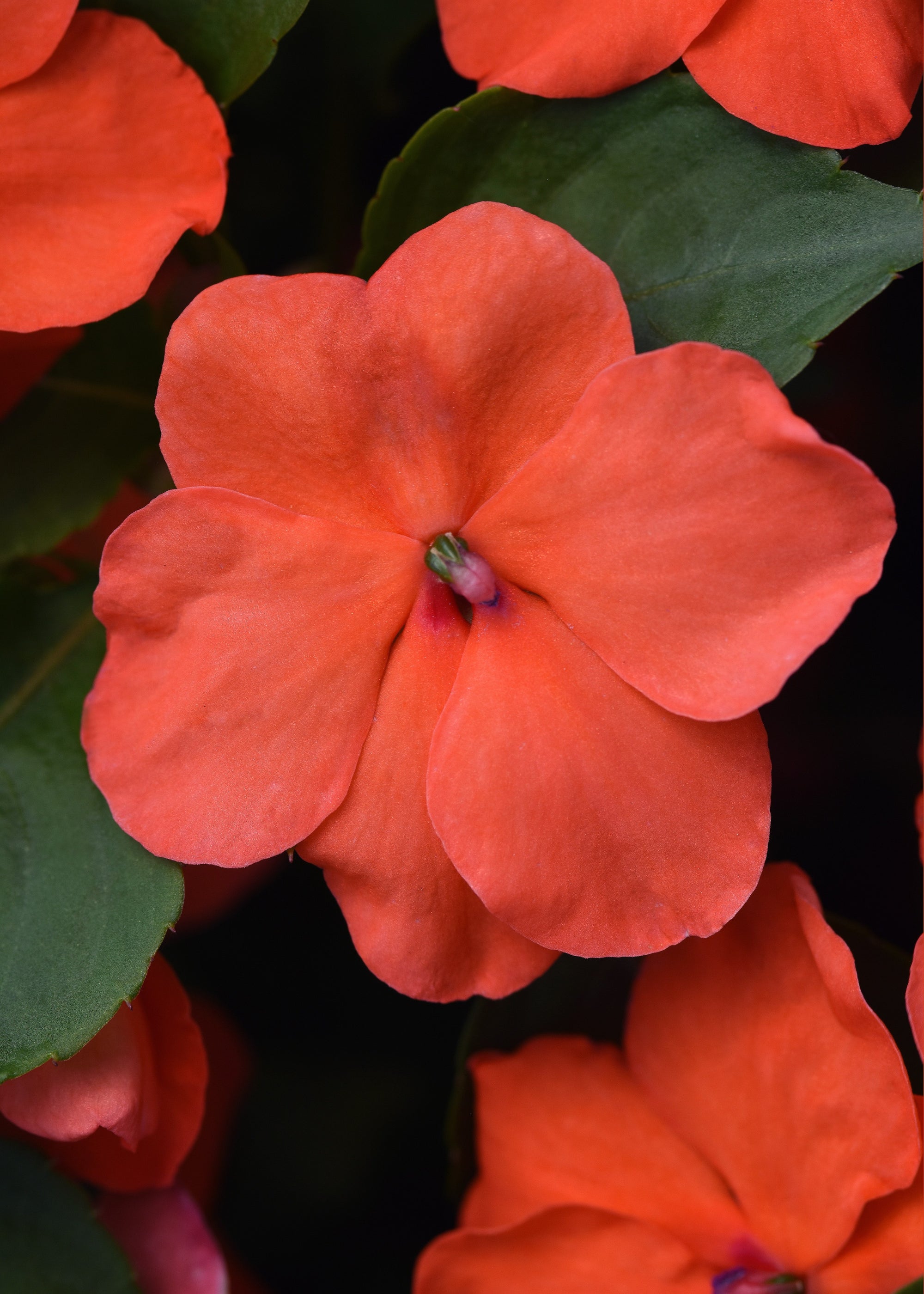 Impatiens Beacon Salmon F1 Hybrid