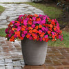 Impatiens Beacon Sanibel Mix F1 Hybrid