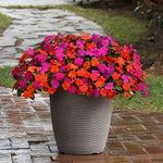 Impatiens Beacon Sanibel Mix F1 Hybrid