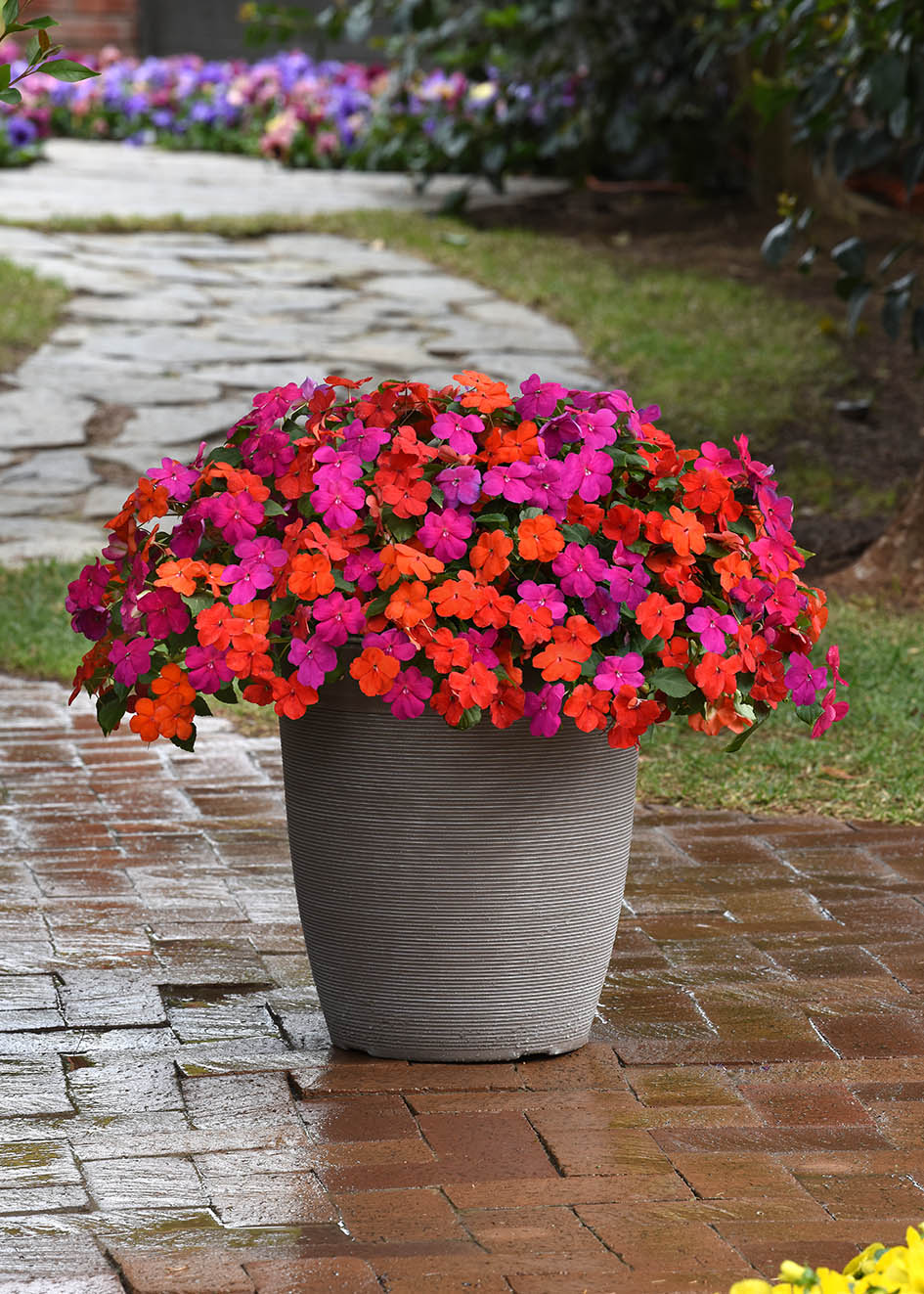 Impatiens Beacon Sanibel Mix F1 Hybrid