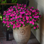 Impatiens Beacon Violet Shades F1 Hybrid