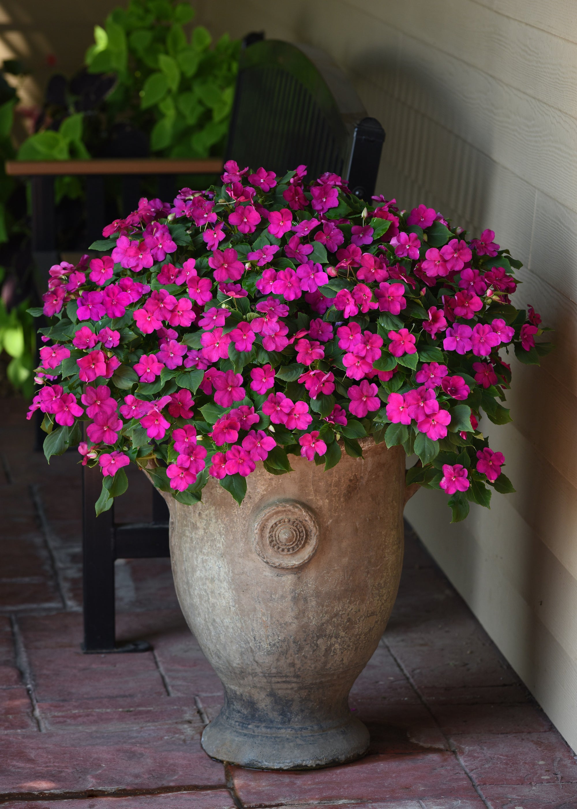 Impatiens Beacon Violet Shades F1 Hybrid