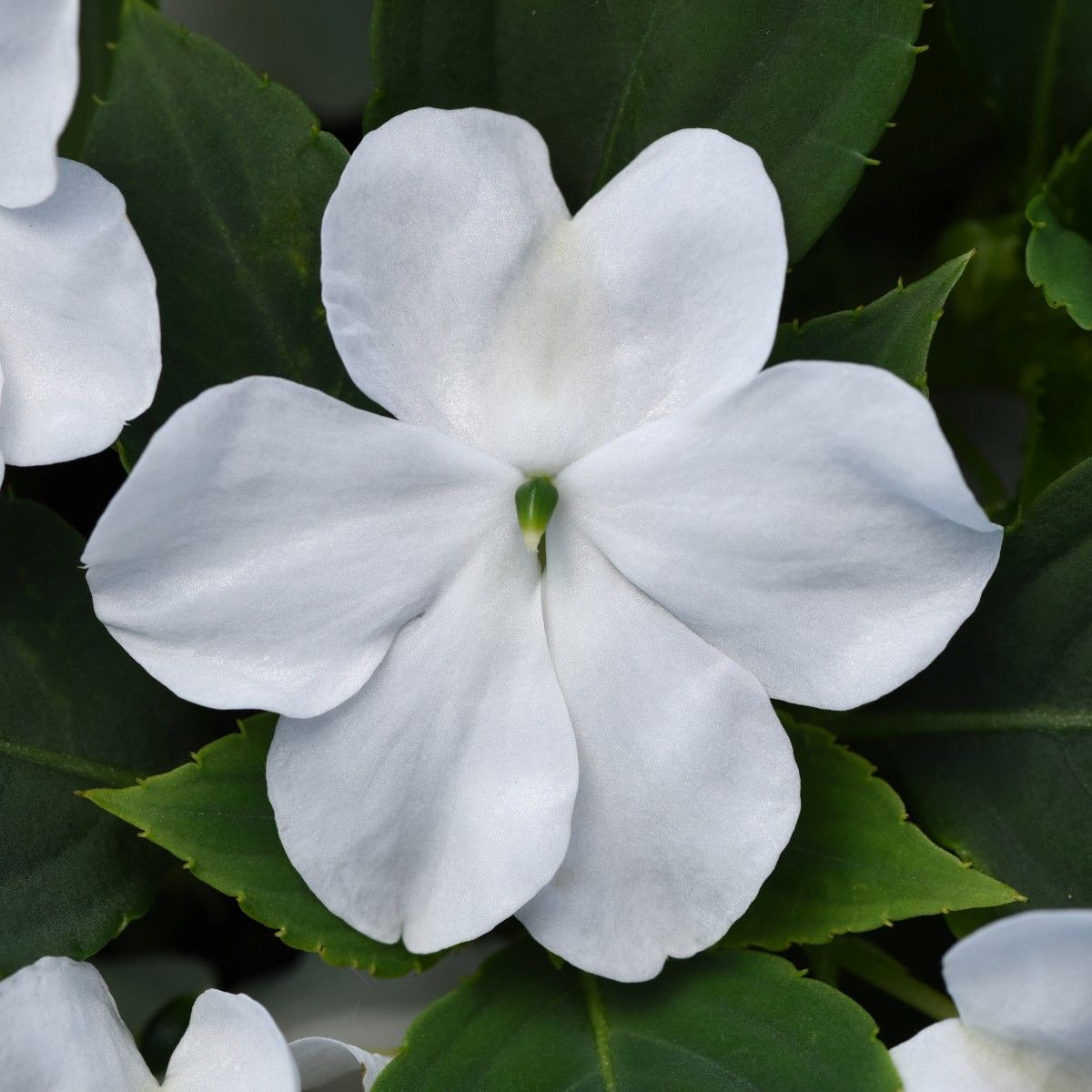 Impatiens Beacon White F1 Hybrid