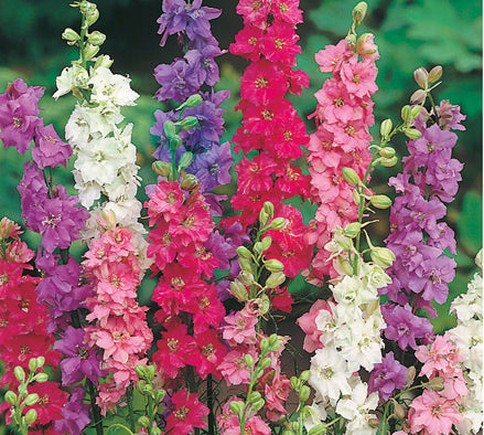 Larkspur Qis Formula Mix