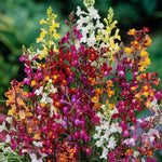Linaria Fairy Mix