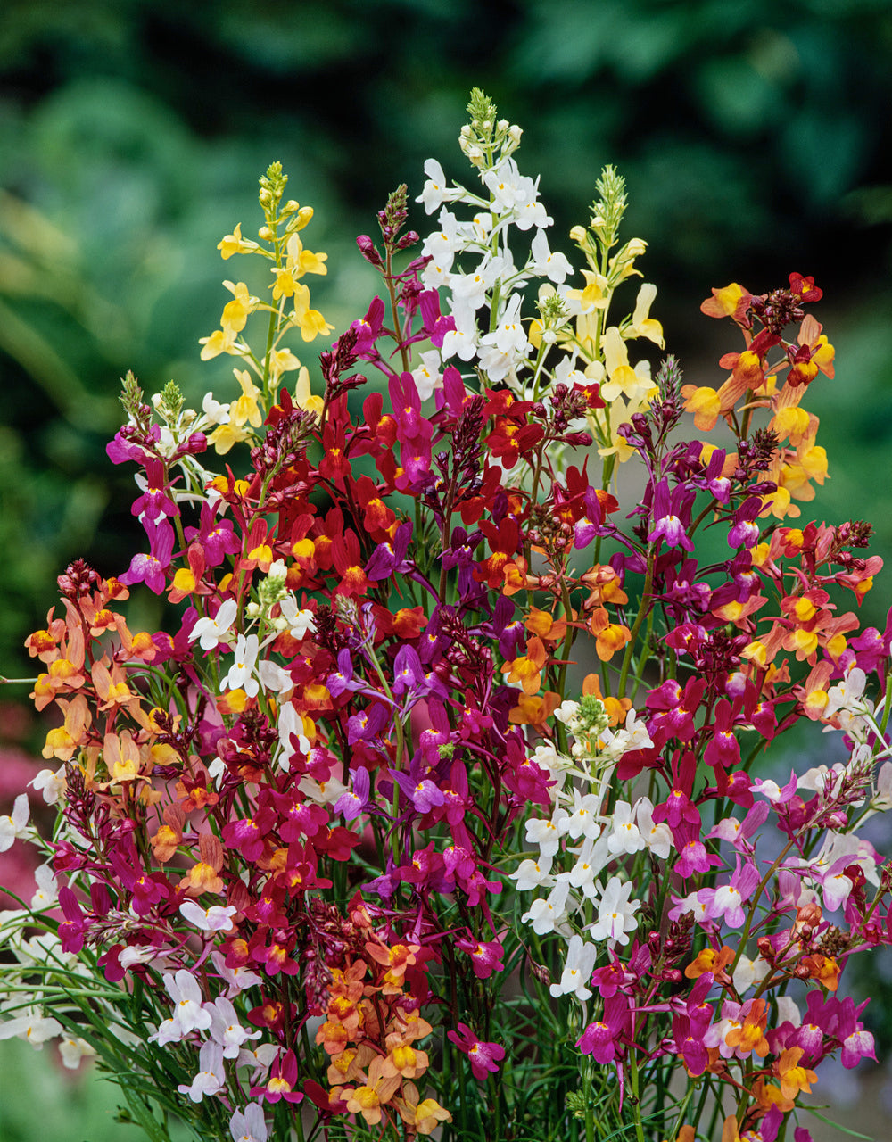 Linaria Fairy Mix