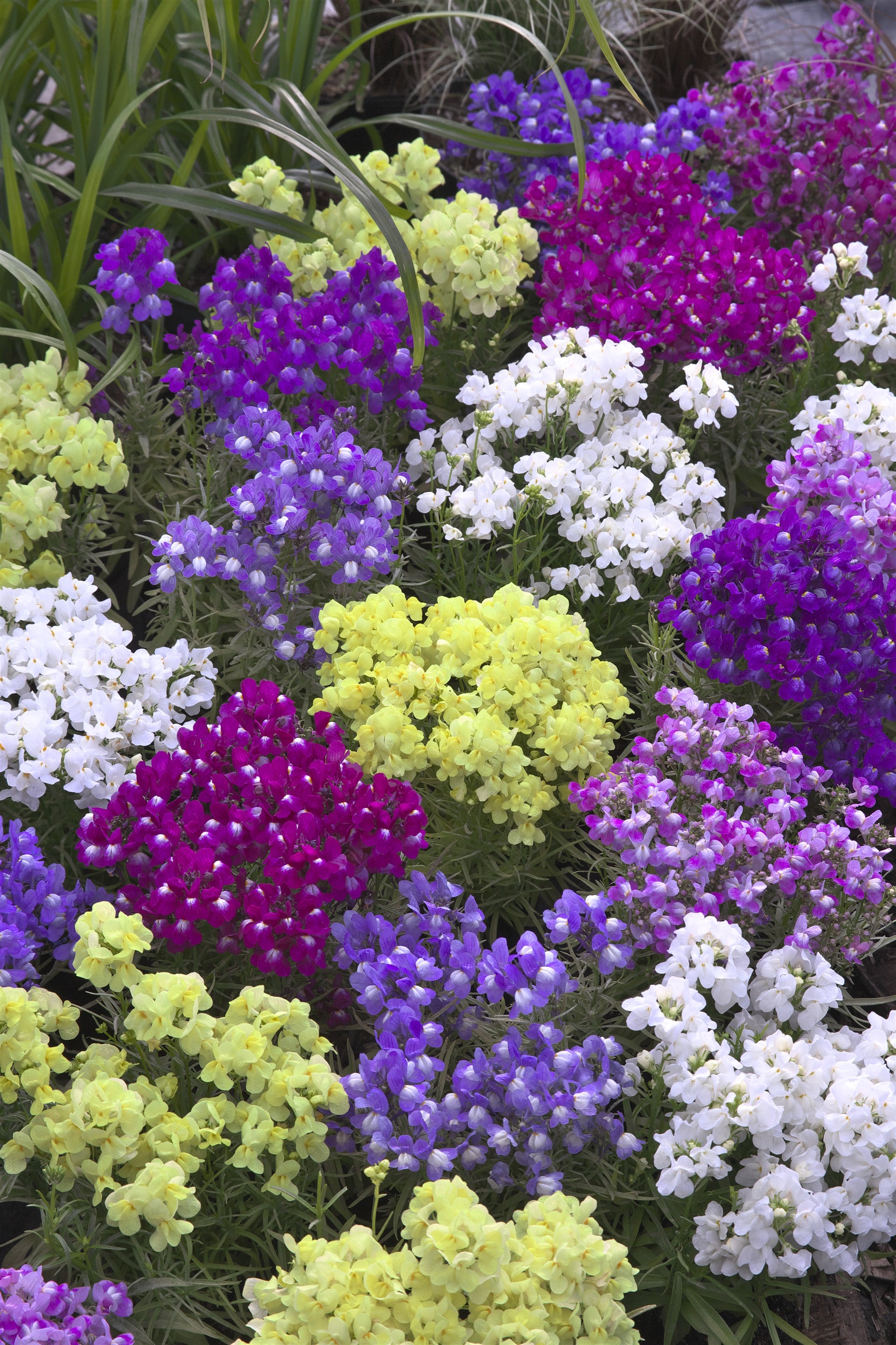 Linaria Fantasista Mix – Egmont Seeds