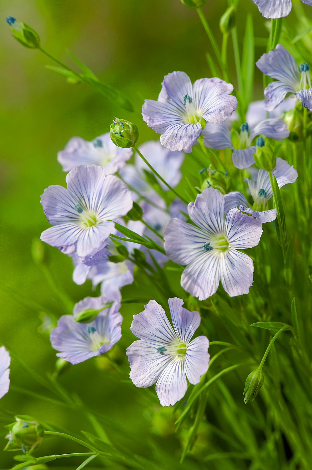 Linum Blue Dress