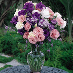 Lisianthus Abc Mix F1 Hybrid