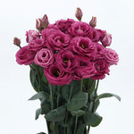 Lisianthus Rosita Deep Rose