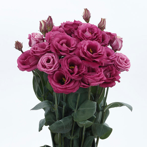 Lisianthus Rosita Deep Rose