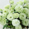 Lisianthus Voyage Green F1 Hybrid