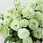 Lisianthus Voyage Green F1 Hybrid