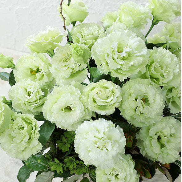 Lisianthus Voyage Green F1 Hybrid