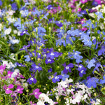Lobelia Regatta Mix
