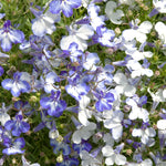Lobelia Riviera Blue Splash