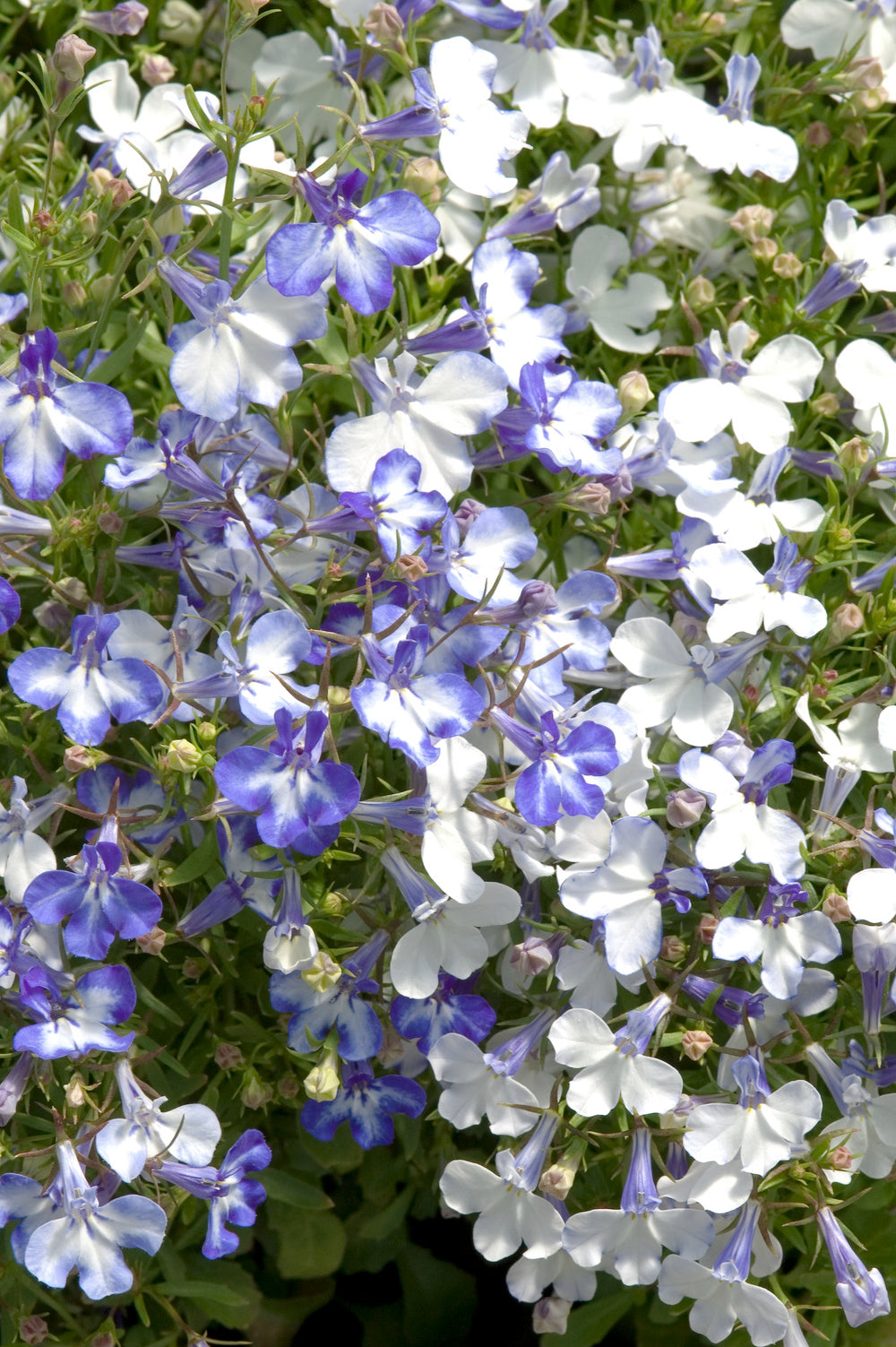 Lobelia Riviera Blue Splash