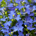 Lobelia Riviera Midnight Blue