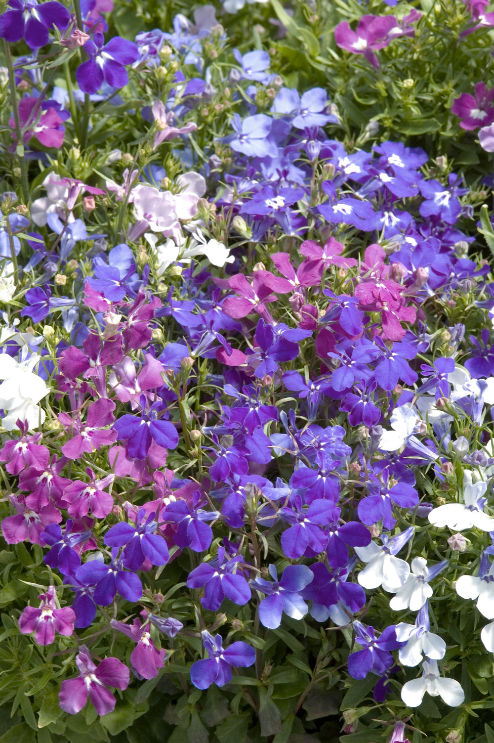 Lobelia Riviera Mix