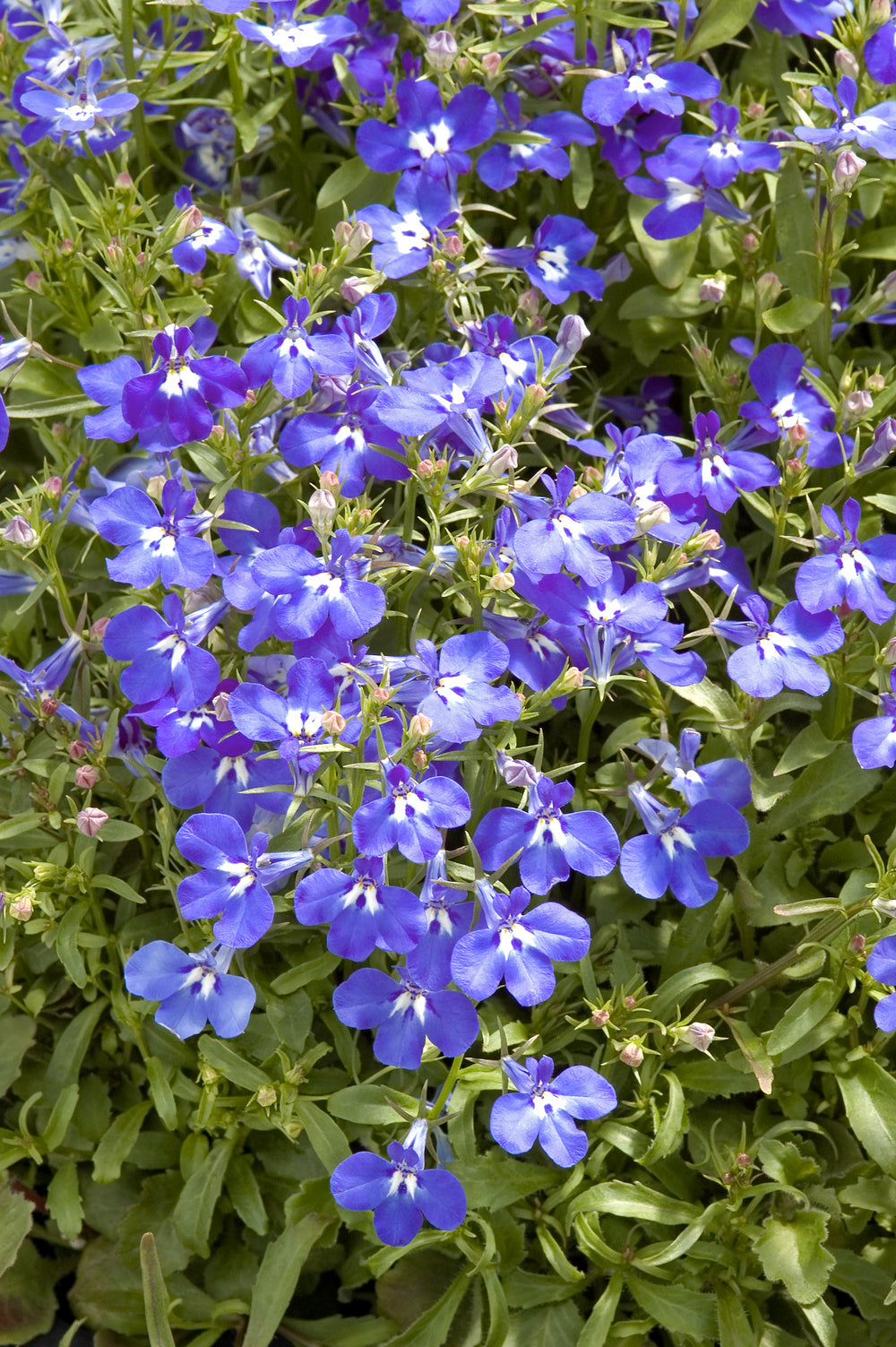 Lobelia Riviera Blue Eyes