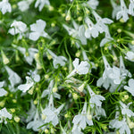 Lobelia Riviera White