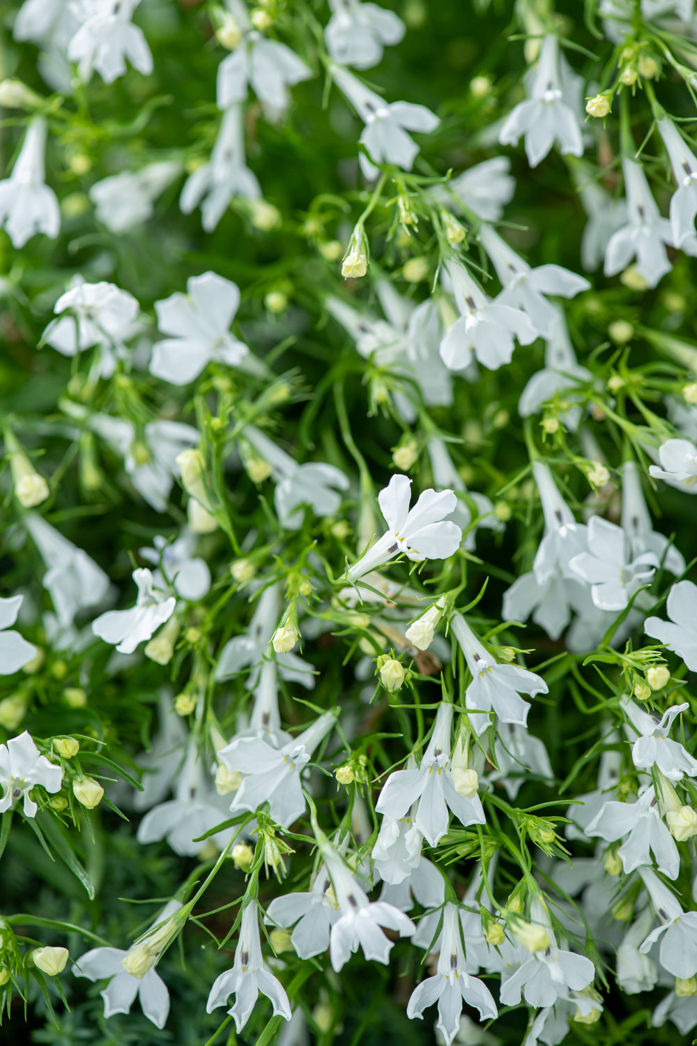 Lobelia Riviera White