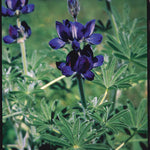 Lupin Israel Blue Admiral
