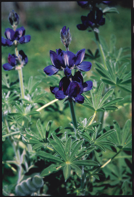 Lupin Israel Blue Admiral