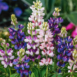 Lupin Pixie Delight Mix
