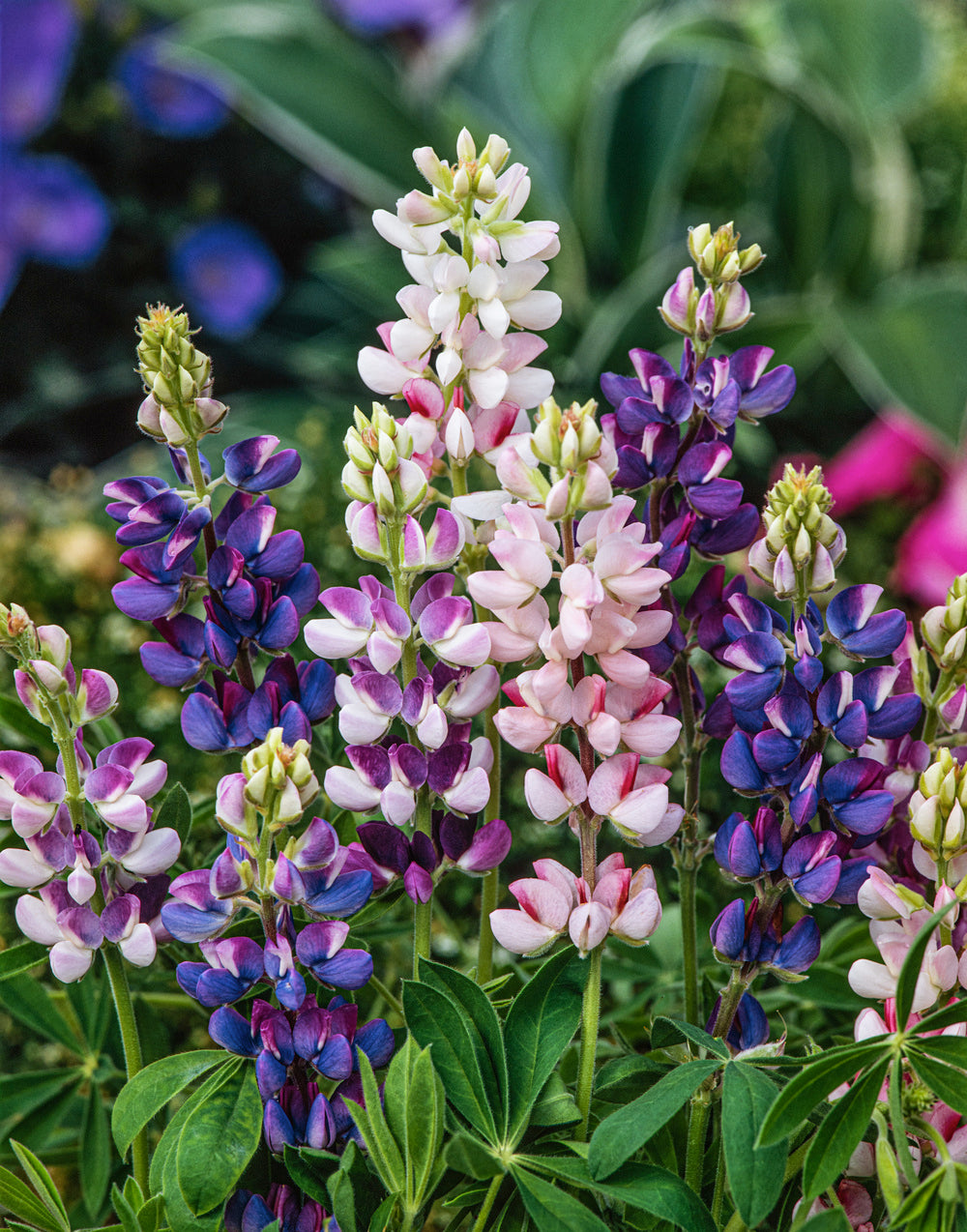 Lupin Pixie Delight Mix