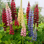 Lupin Russell Mix