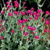 Lychnis Magenta Beauty