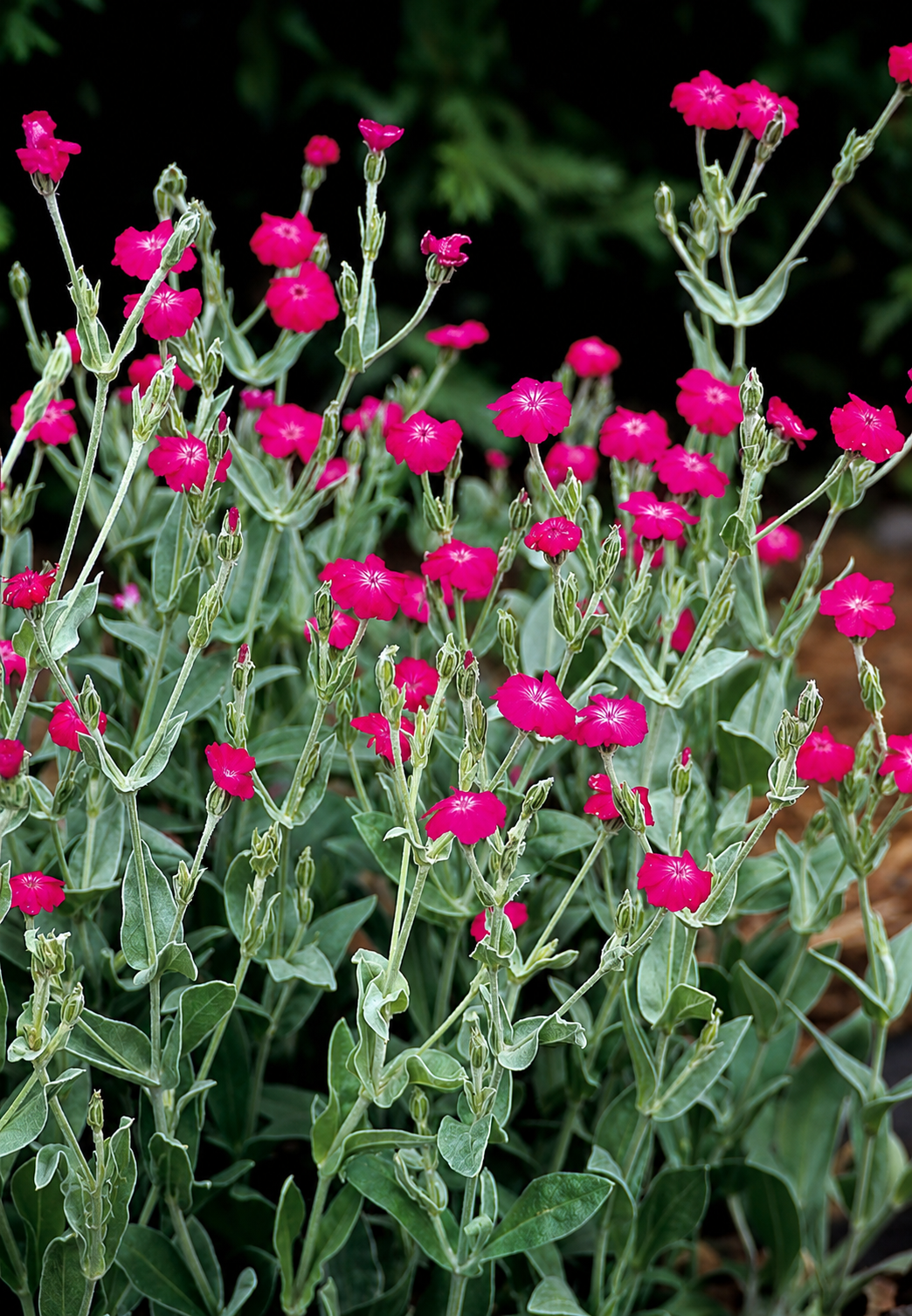 Lychnis Magenta Beauty