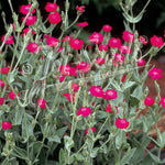 Lychnis Magenta Beauty