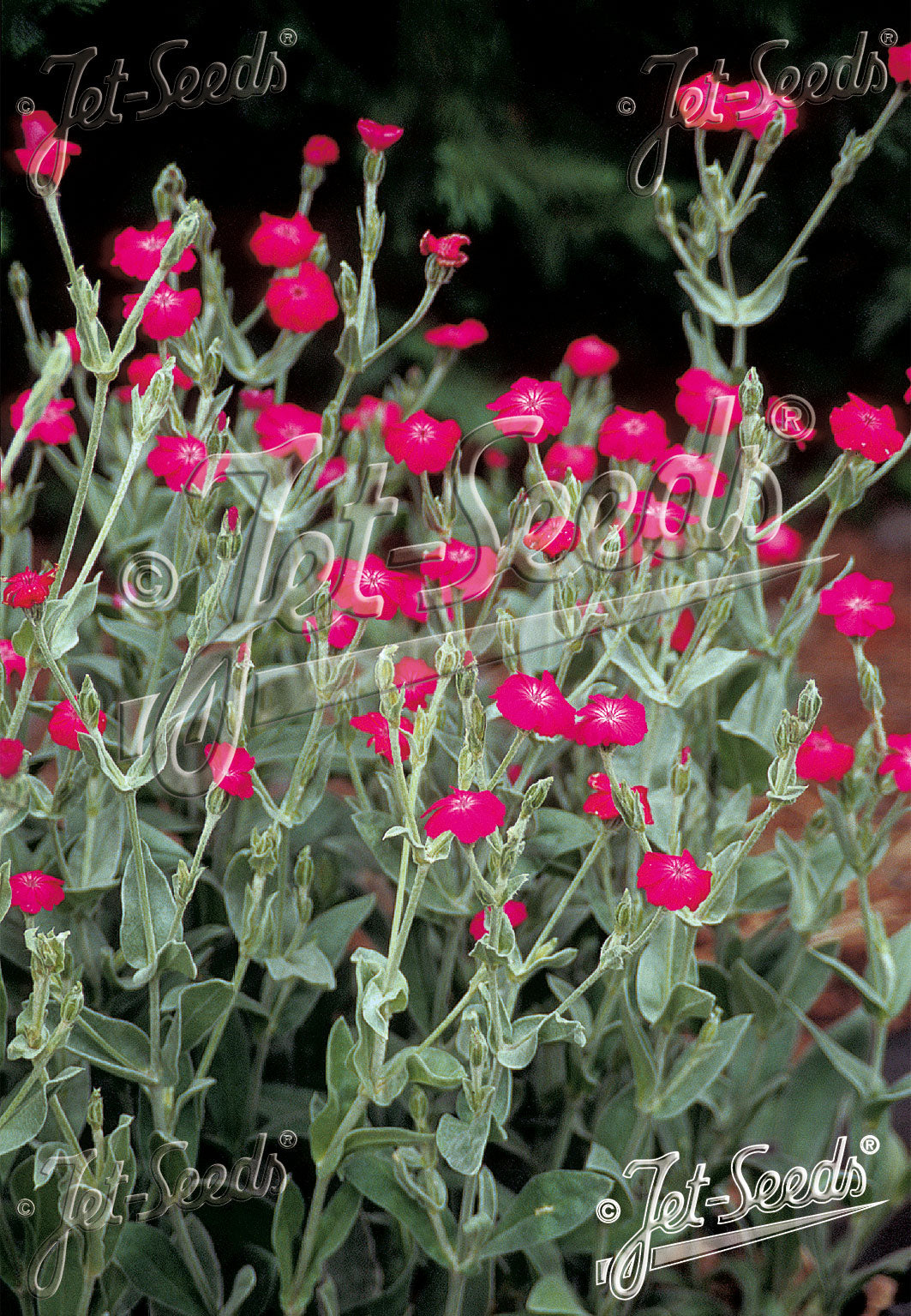 Lychnis Magenta Beauty