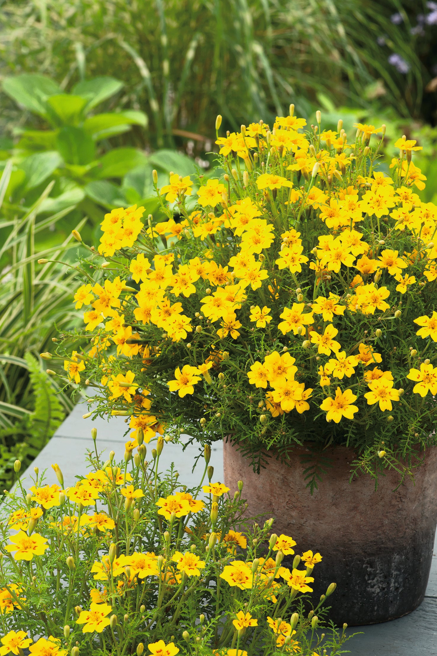 Marigold Luna Yellow F1 Hybrid – Egmont Seeds