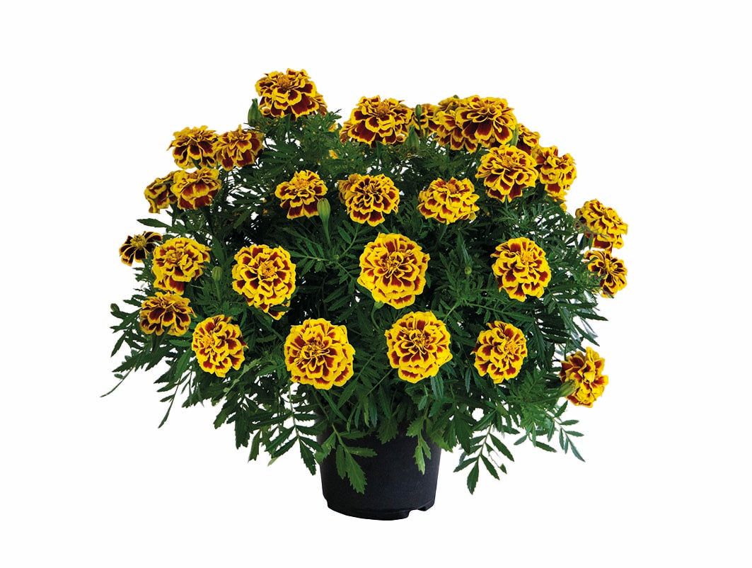 Marigold Mango Tango