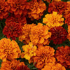 Marigold Fireball