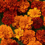 Marigold Fireball