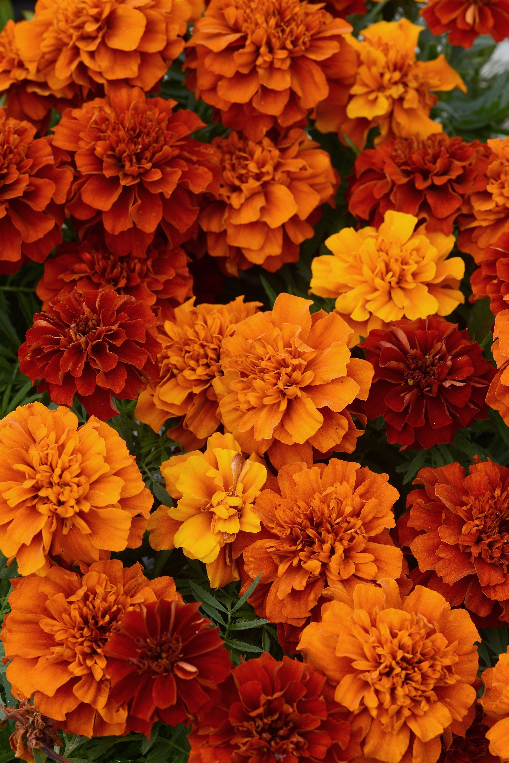 Marigold Fireball