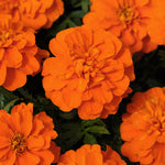 Marigold Bonanza Deep Orange