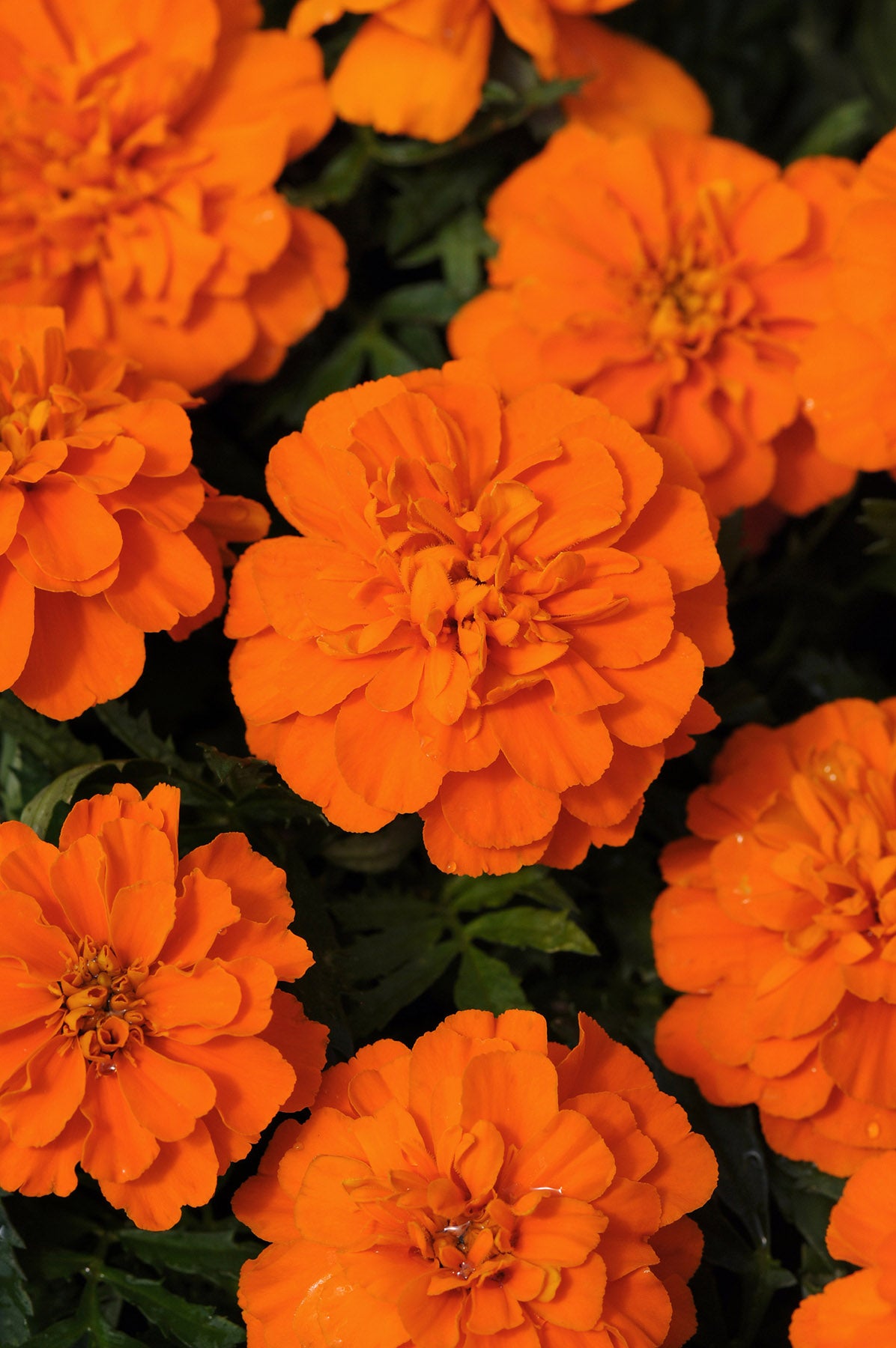 Marigold Bonanza Deep Orange