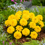Marigold Bonanza Bright Yellow