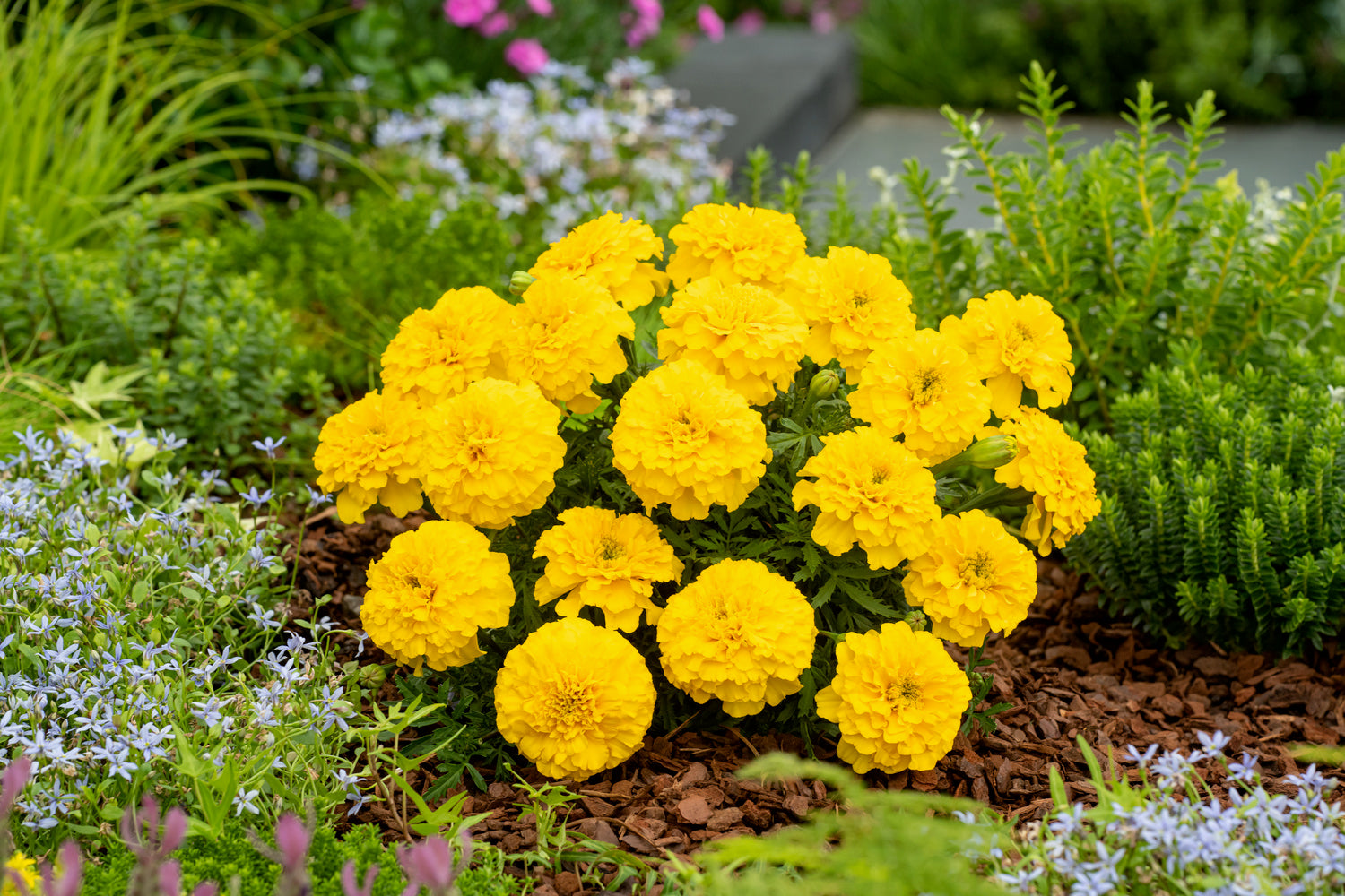 Marigold Bonanza Bright Yellow