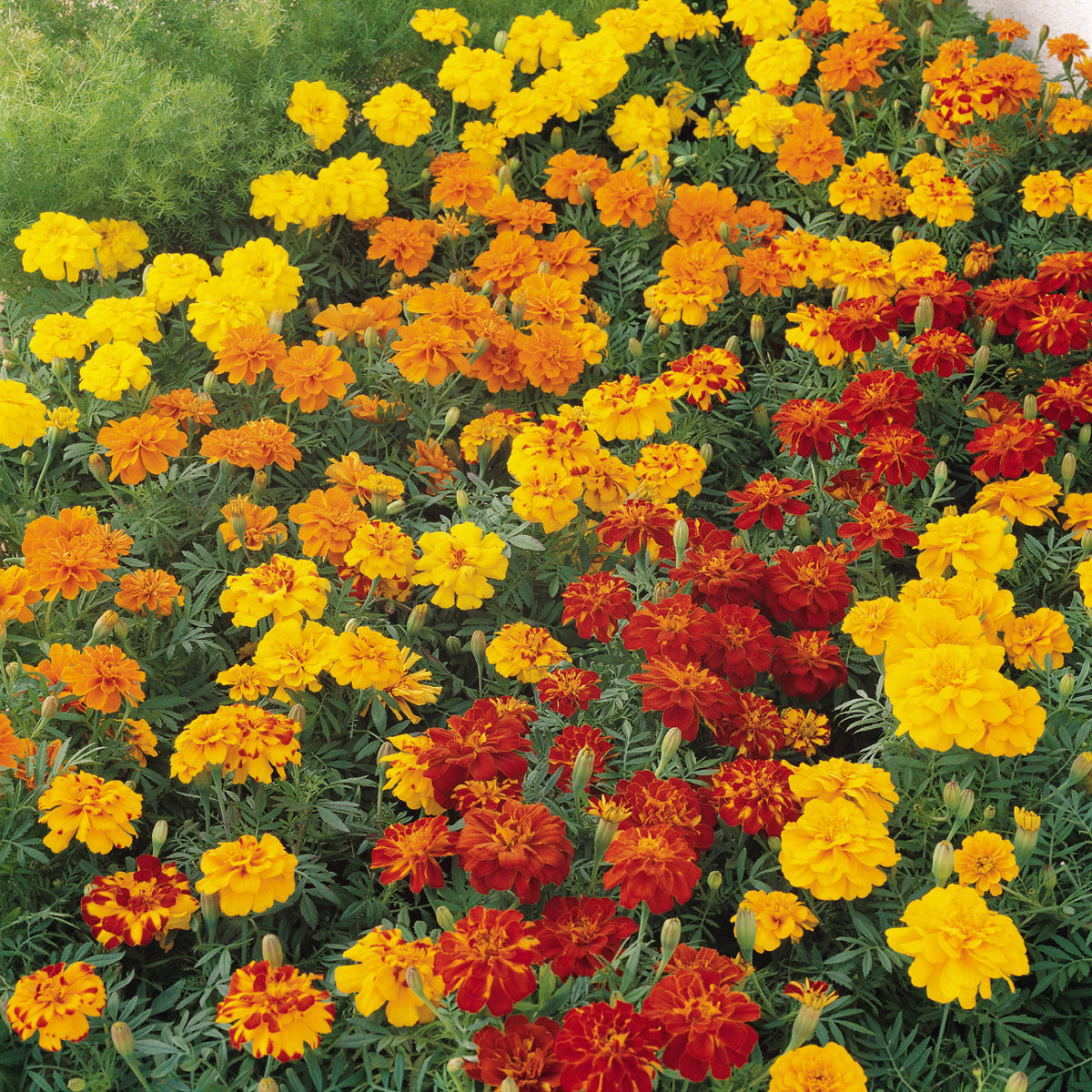 Marigold Durango Mix