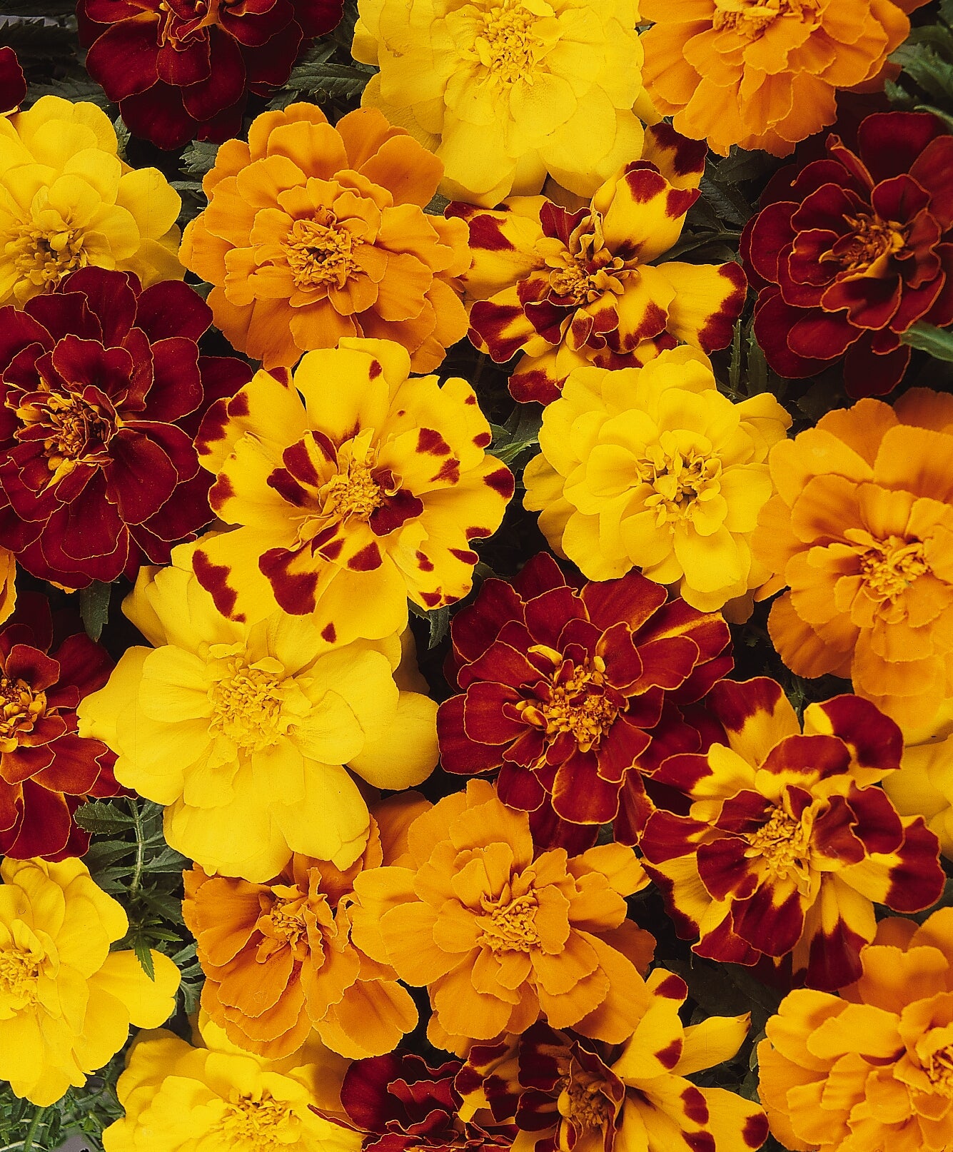 Marigold Durango Outback Mix